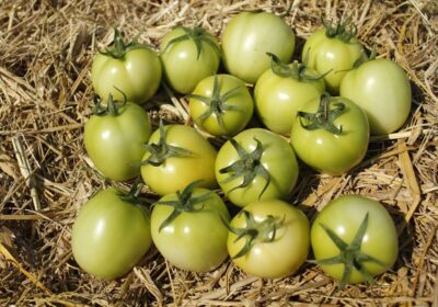 Cum să creezi un plan de rotație a culturilor