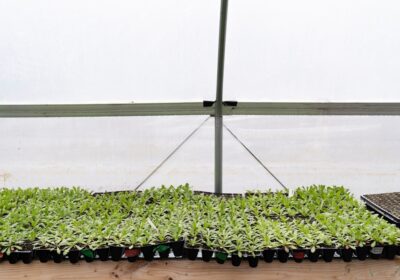 Cum să plantezi răsaduri corect