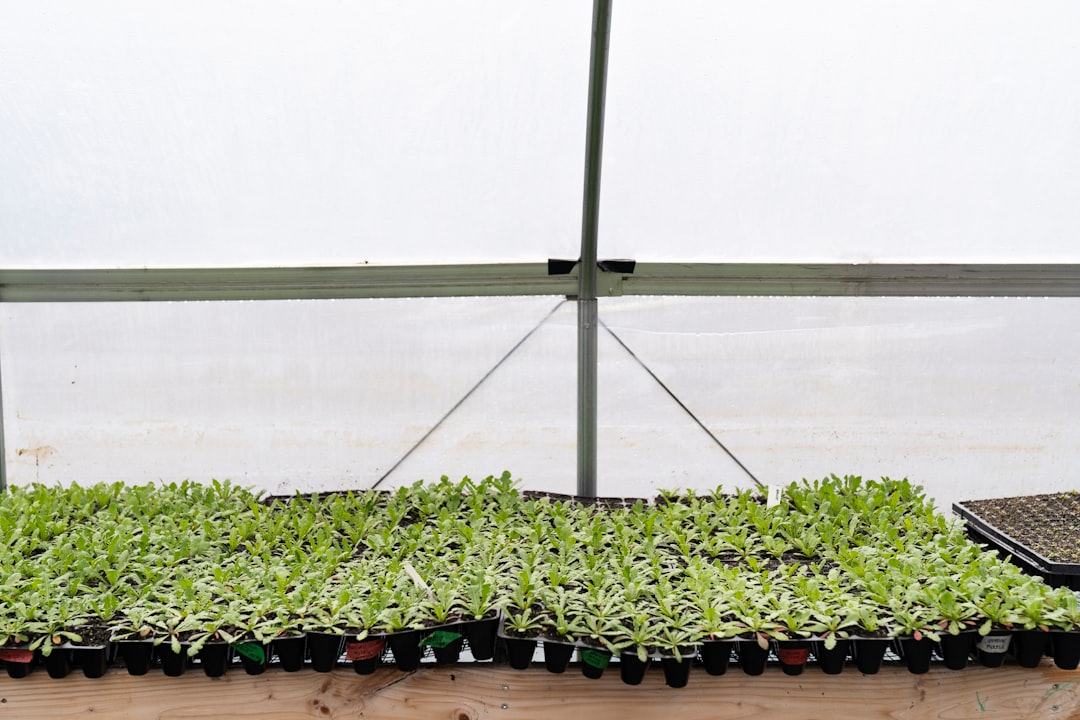 Photo planting seedlings