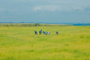 Photo local agriculture