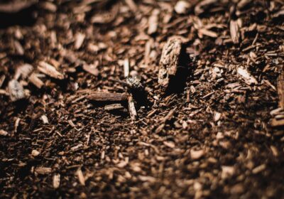 Cum să folosești mulch pentru conservarea apei