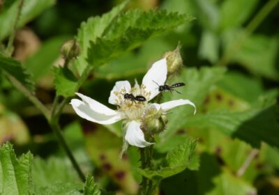 Cum să creezi un habitat pentru insecte benefice