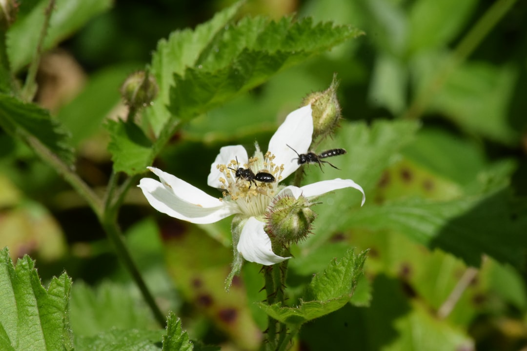 Photo habitat for beneficial insects