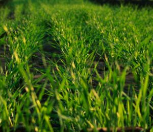 Photo natural fertilizers