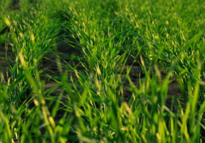 Cum să folosești îngrășăminte naturale