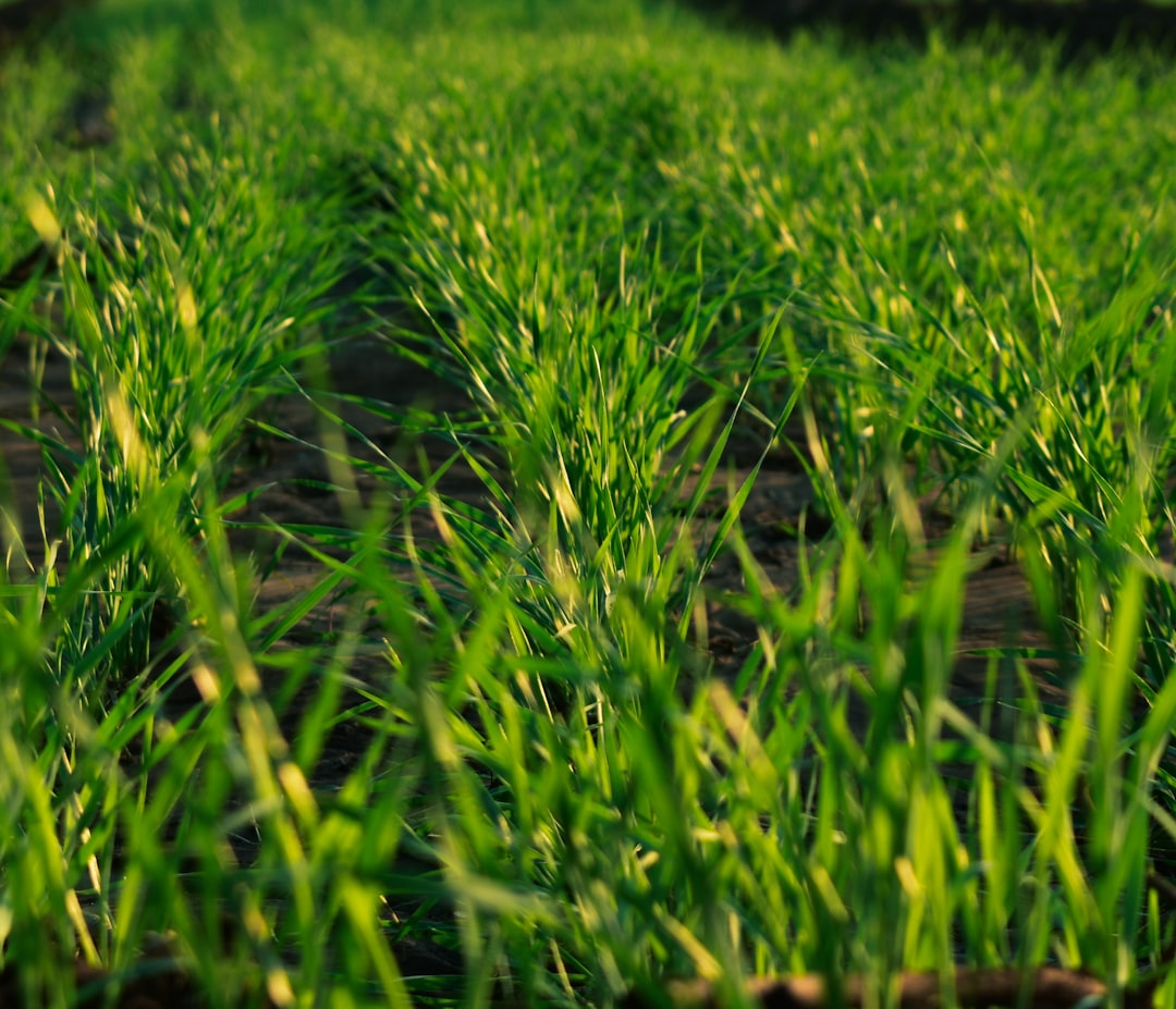 Photo natural fertilizers