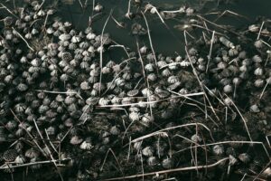 Photo semințele organice