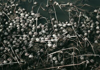 Cum să alegi semințele organice de calitate