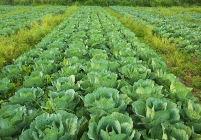 Rotația Culturilor în Fermele Mici: Ghid Complet