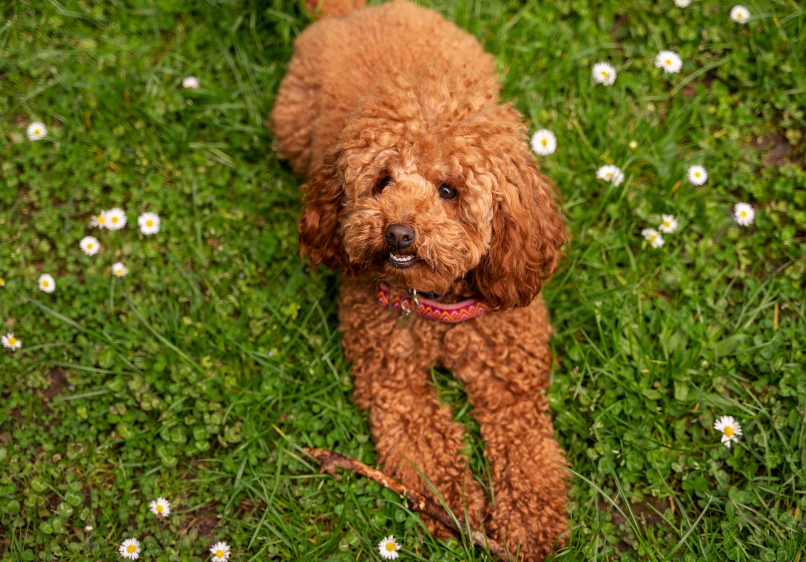 caine cavapoo pe iarba