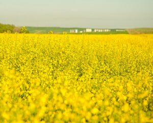 Photo rapeseed culture