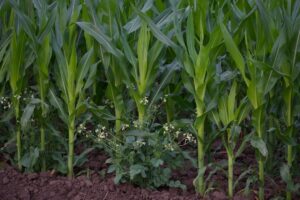 Photo cultivarea porumbului hibrid