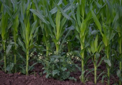 Cultivarea porumbului hibrid: avantaje și recomandări tehnice