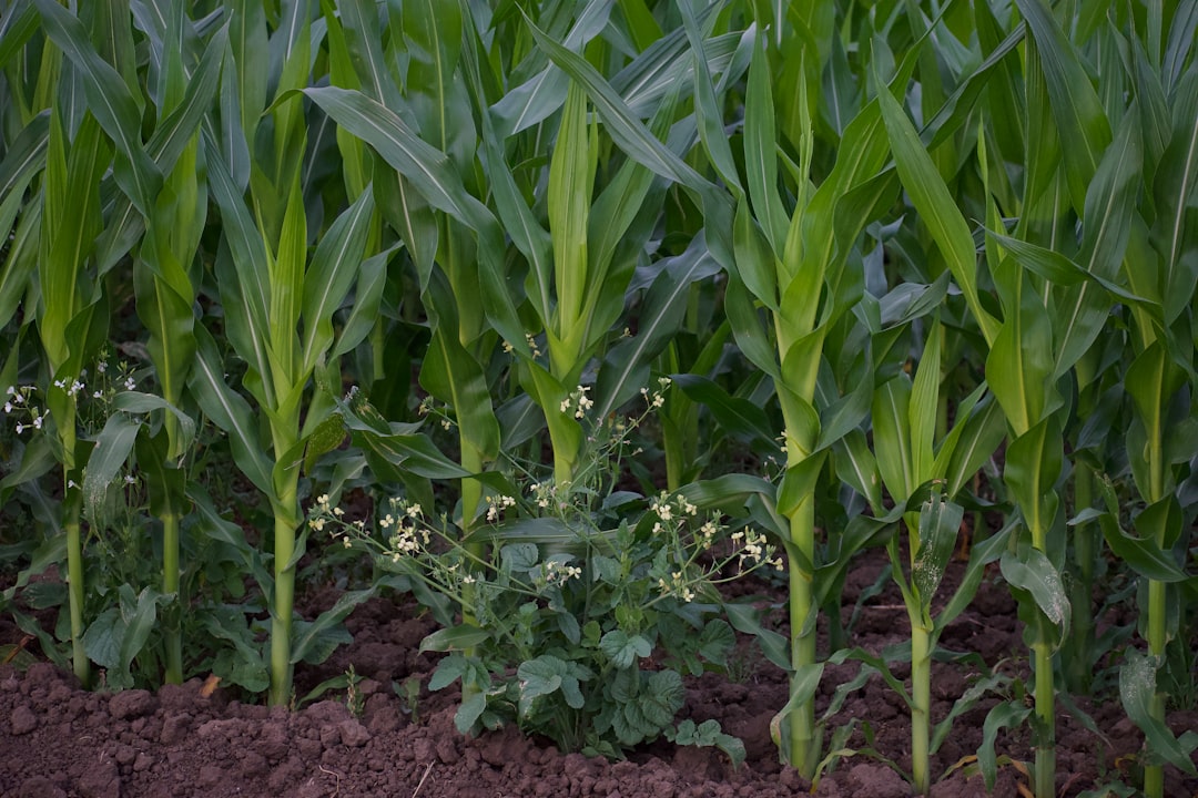Photo cultivarea porumbului hibrid
