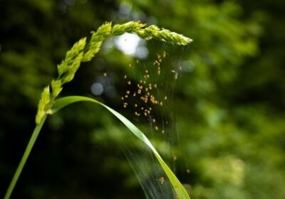 Alegerea îngrășămintelor verzi pentru fertilizarea naturală
