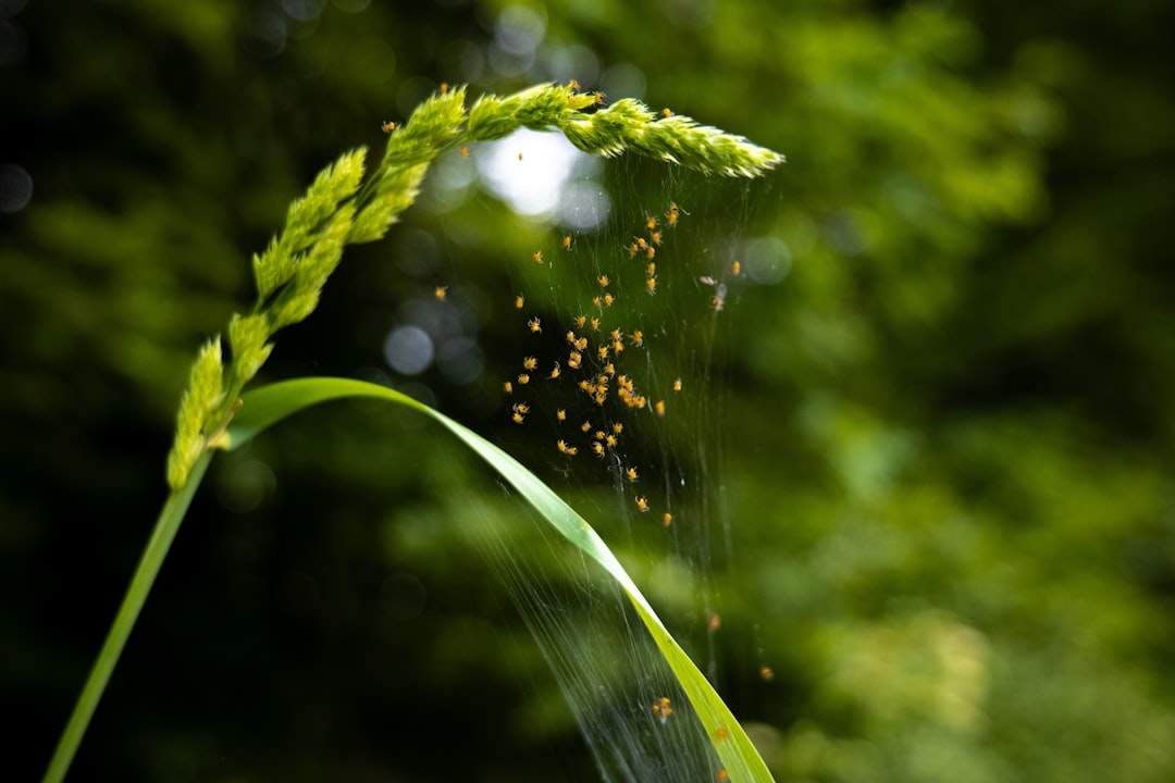 Photo fertilizarea naturală