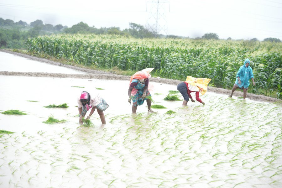 agricultural natural disaster insurance