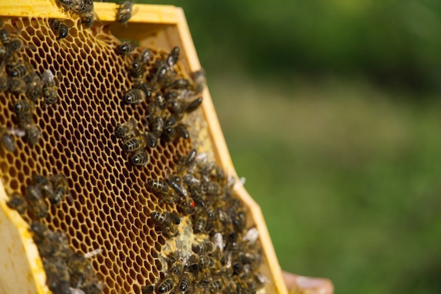 apiculture