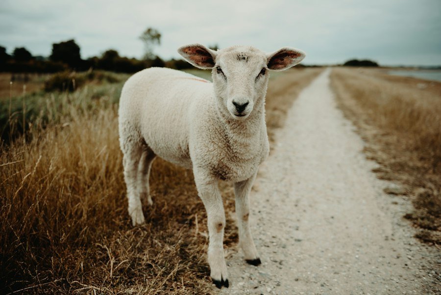 animal husbandry