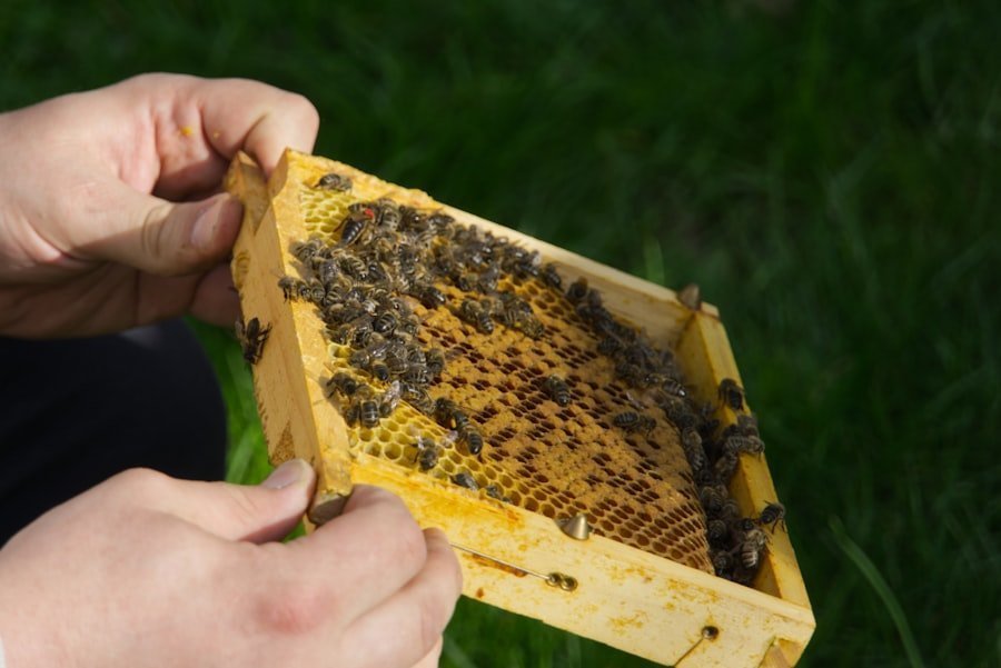 Photo apiculture