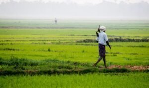Photo cooperative agricultural organization