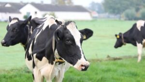 Photo animal husbandry