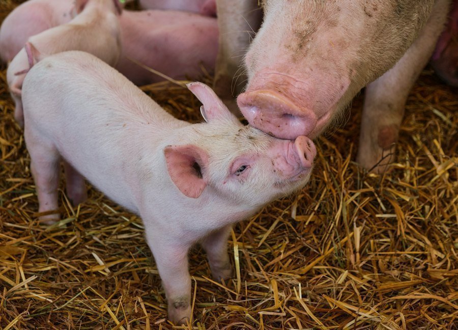 Photo animal husbandry