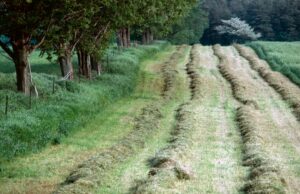 Photo mulching techniques