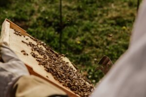 Photo apiculture