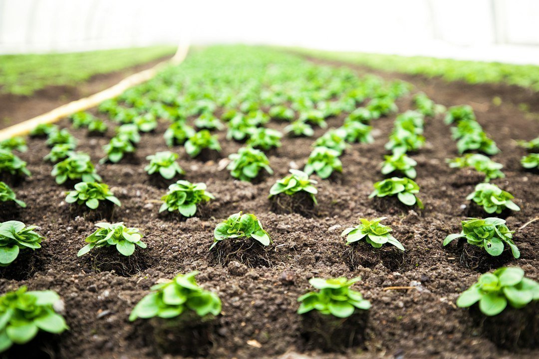 Photo greenhouse vegetable farming