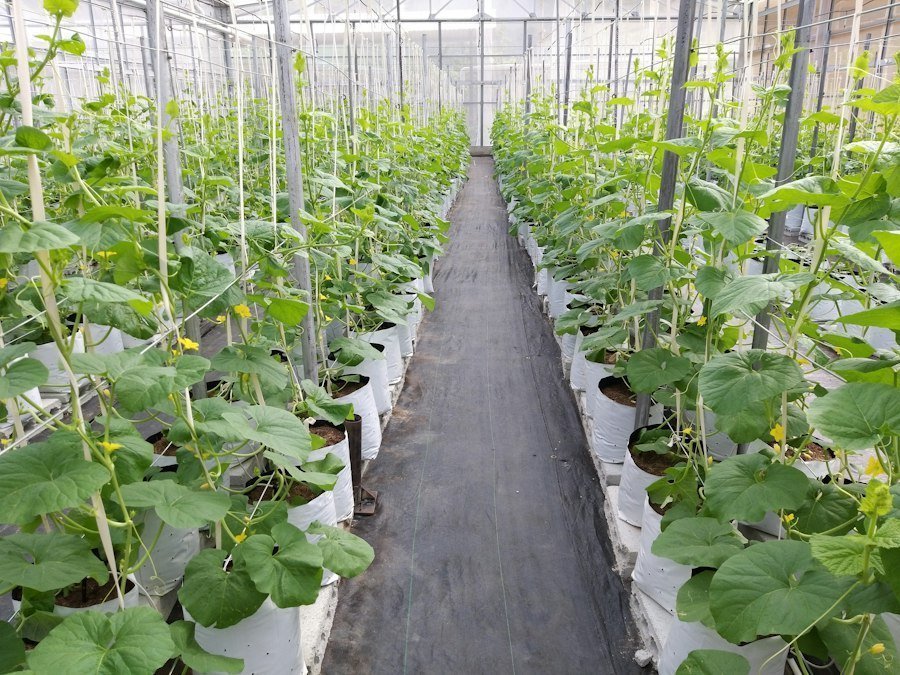 Photo greenhouse vegetable farming