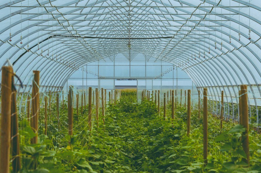 greenhouse vegetable farming