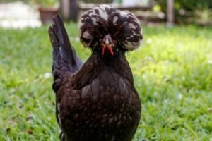 Photo raising backyard poultry