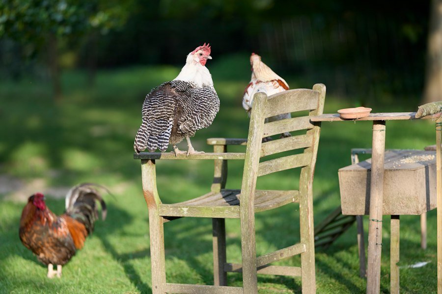Photo raising backyard poultry