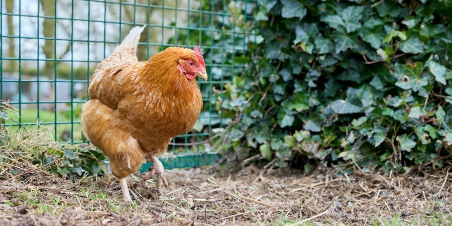 raising backyard poultry