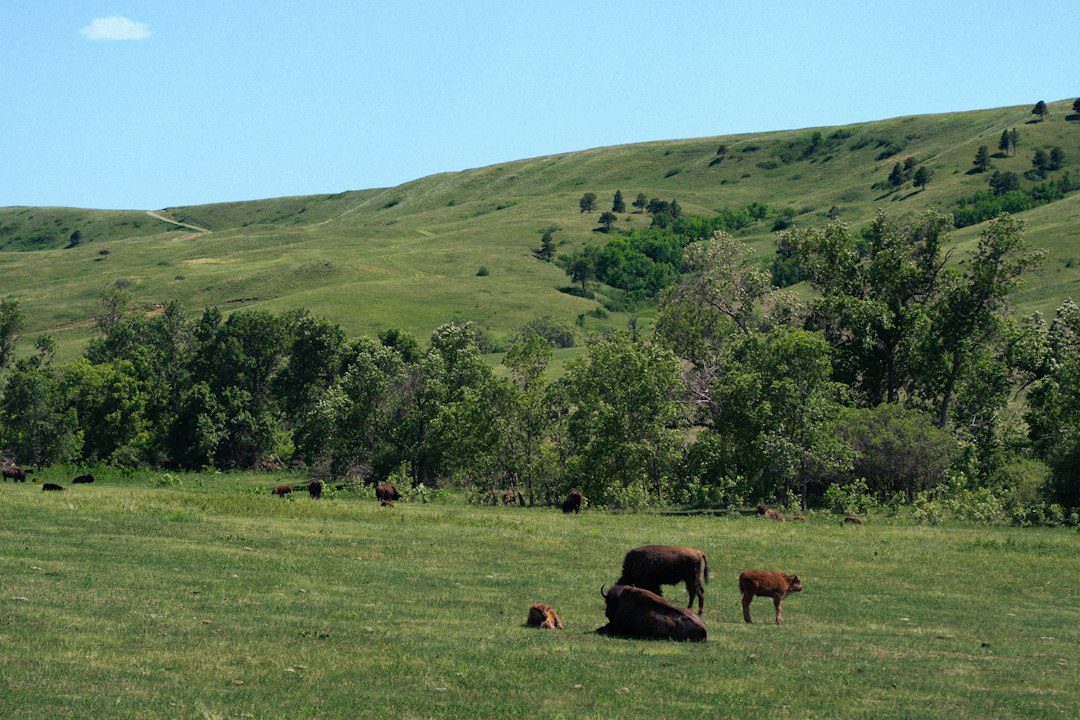 Photo pasture rotation