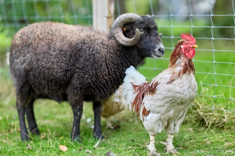 Photo animal husbandry basics