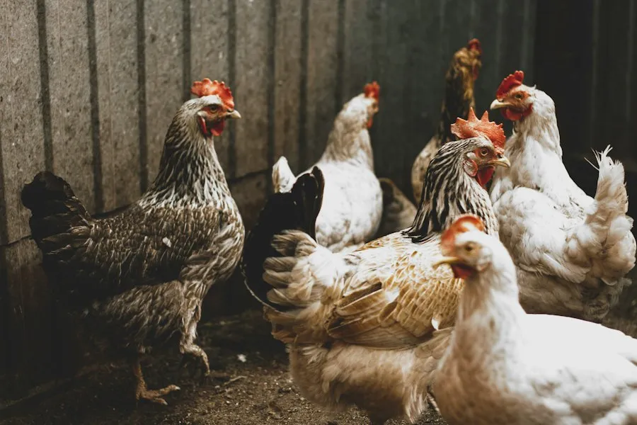 animal husbandry basics