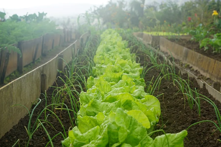 Photo vegetable farming guide