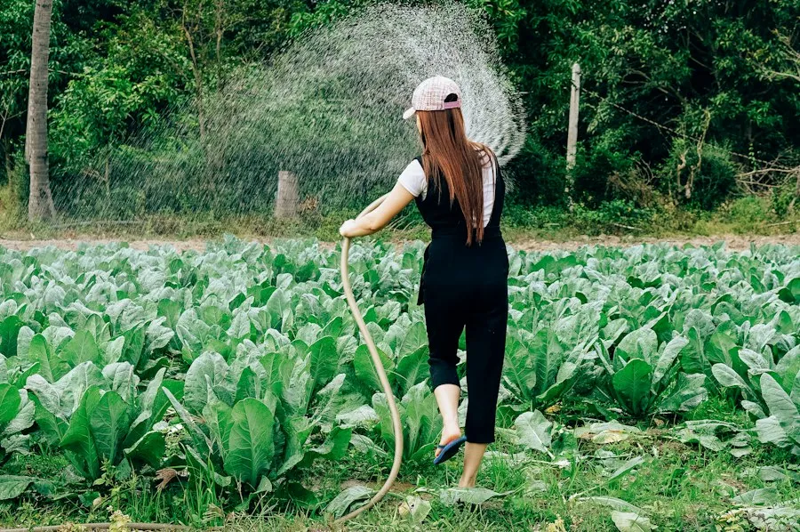 vegetable farming guide