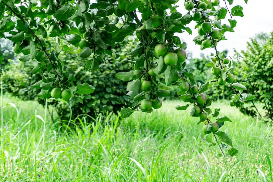 Photo fruit orchard farming guide