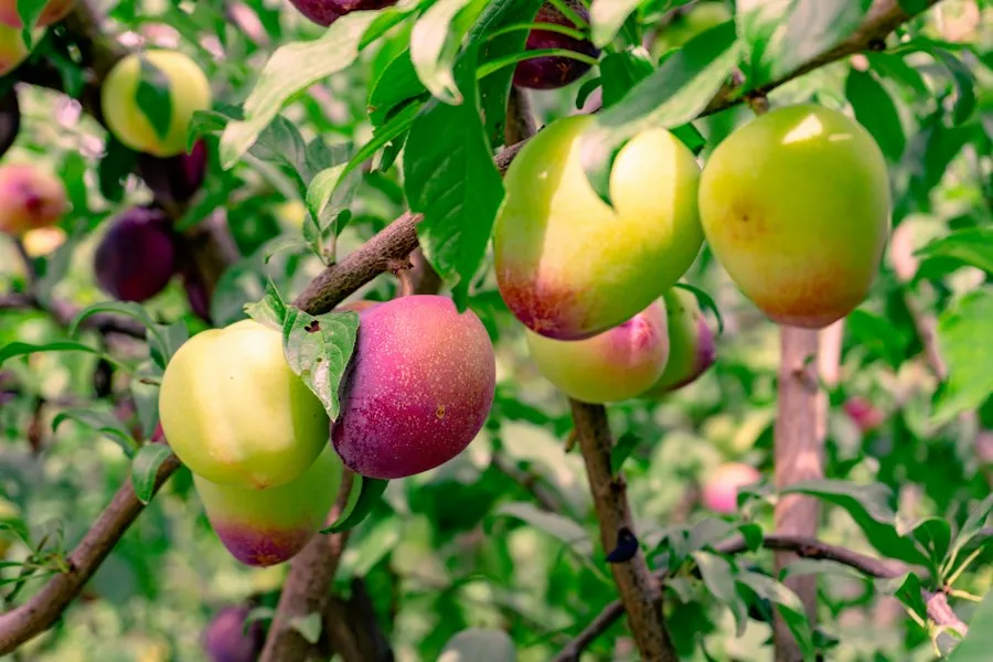 fruit orchard farming guide