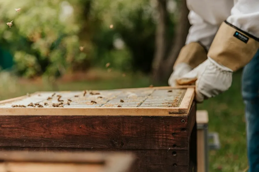 beekeeping basics guide