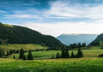 Perspectivele culturii de floarea soarelui în sudul țării: oportunități și provocări