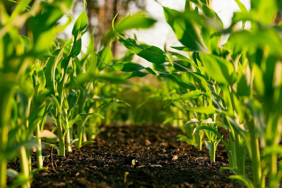 Photo organic farming agriculture