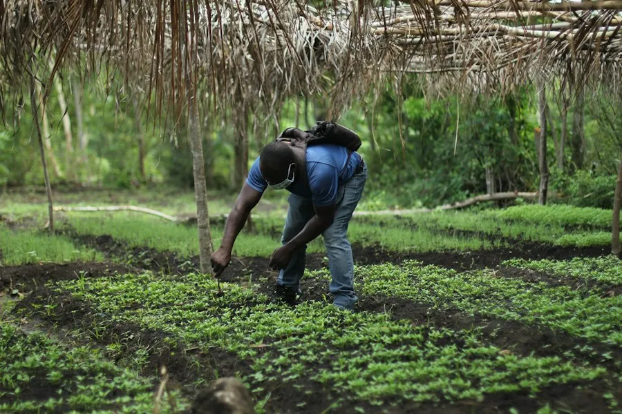 organic farming agriculture