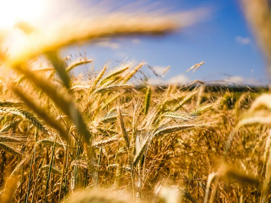 Photo common cereal crop mistakes