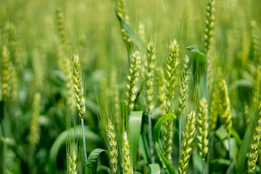 common cereal crop mistakes