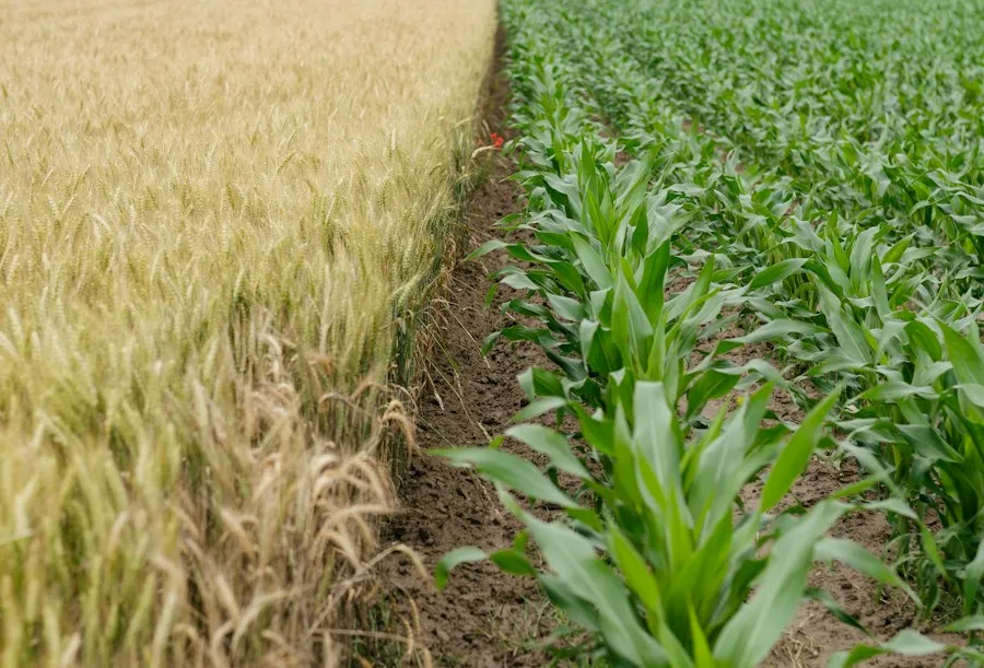 Photo common agricultural subsidy mistakes