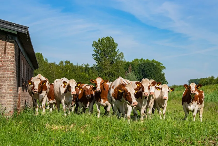 Photo common livestock farming mistakes